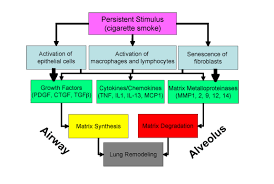 Patients who have chronic bronchitis and emphysema struggle with shortness of breath and proper gas exchange. Copd Pathogenesis Epidemiology And The Role Of Cigarette Smoke Pulmonology Advisor