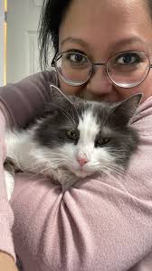 Massachusetts Lost Pet Locator 🐱