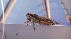 New photos of cicadetta montana, c. Cicada Insect Macro Free Photo On Pixabay