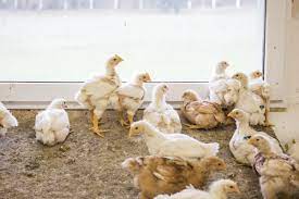 0 oferte de terenuri agricole de vanzare au fost gasite. Agricola Are O NouÄƒ Imagine De Brand