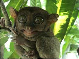 Pin By Annette On Animal World In 2021 Cute Animals Cute Animal Videos Animals