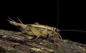Cricket (insect) noise in korea. How Do Crickets Grasshoppers And Cicadas Sing