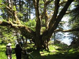 Alder Are Considered Sacred Trees In The Forest People World This Giant Red Alder Is Like The Tree Where Camryn Would Have Under Alder Tree Tree Forest People
