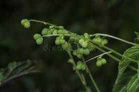 Image result for Micrococca mercurialis