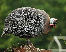 Pin On Loves Fuzz And Feather