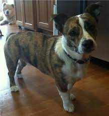 Top 25 Corgi Hybrids Corgi Cross Breeds Corgi Cross Corgi Bulldog Mix