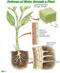Pathway Of Water To A Plant Teaching Biology Biology Plants Plant Science