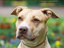 The american staffordshire terrier may look a little mean around the edges, but in the tough and muscular, the american staffordshire terrier is a medium sized dog, that can live on average up to. American Staffordshire Terrier Steckbrief Fci Klasse Haustiermagazin