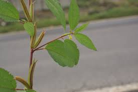 Image result for Corchorus aestuans