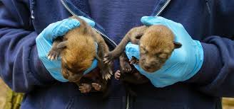 Red wolf information, facts, pictures & video for kids and adults. North Carolina Zoo Announces Second Litter Of Red Wolves For 2020 North Carolina Zoo