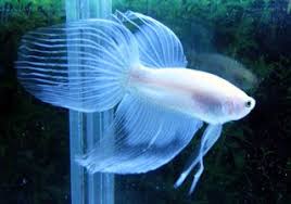 A Little Cellophane Baby Blue Butterfly Veil Tail Betta Betta Fish Types Betta Fish Betta