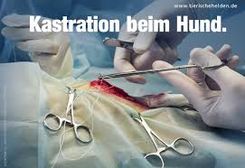 Ob dein hund noch zu jung für eine kastration ist. Kastration Bei Hunden Kosten Ablauf Und Folgen