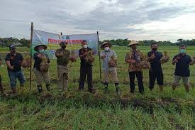 Untuk menghasilkan kualitas bawang merah yang baik harus mengikuti proses penanganan pasca panen bawang merah yang baik dan benar yang terdiri dari beberapa proses yaitu panen, pengeringan sementara (curing), pengeringan lanjutan, pembersihan, sortasi, pemotongan daun, grading. Bi Dorong Produktivitas Pertanian Melalui Program Pendampingan Antara News