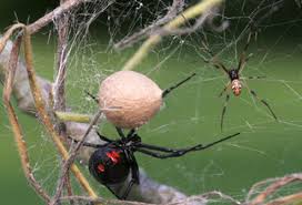 If a black widow spider bites you, you should seek medical attention because the toxins may lead to seizures or death.3. Spider Bites Black Widow Vs Brown Recluse First Aid