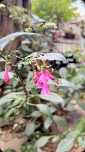 Image result for Strobilanthes hamiltoniana