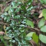 Image result for Scutia myrtina