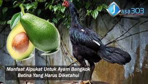 Pin Di Sabung Ayam Online
