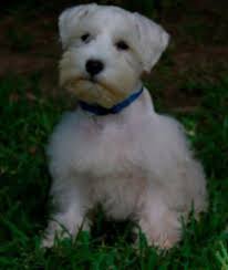 Miniature schnauzer puppies in texas has 9,382 members. Akc Miniature Schnauzer Puppy For Sale In Houston Texas Classified Americanlisted Com