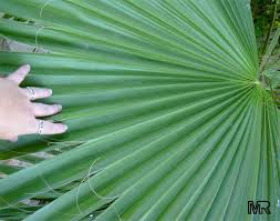 Image result for Wiesneria filifolia