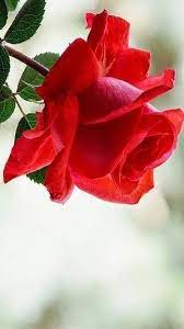 Choose from hundreds of free rose wallpapers. Red Rose Beautiful Rose Flowers Beautiful Flowers Wallpapers Beautiful Roses