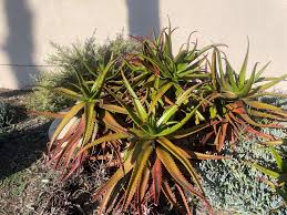Image result for Aloe cameronii × christianii