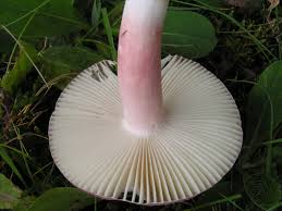 Image result for Russula mariae