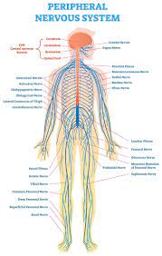 It regulates homeostasis in the body by controlling heart rate, digestion. Cmt 101 Understanding Cmt The Peripheral Nervous System Cmt Research Foundation