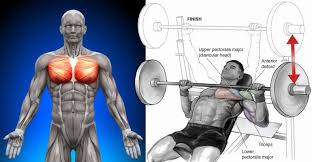 Anatomy for bodybuilders means being informed as to which muscle is where and the most effective methods of building the various muscle groups. 8 X 8 Method For Chest Training Get Lean Rid Fat Gymguider Com