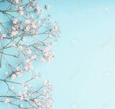 Check spelling or type a new query. Light Blue Floral Background With White Gypsophila Flowers And Copy Space For Your Design Baby S Breath Flowers On Pastel Blue Desktop Flat Lay Spring And Summer Stock Photo Picture And Royalty Free Image