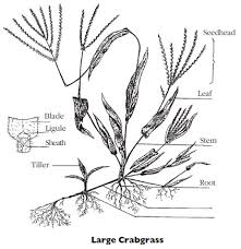 Crabgrass is often confused with other weed grasses such as tall fescue and orchard grass. Turf Biology And Management Of Crabgrass Umass Center For Agriculture Food And The Environment