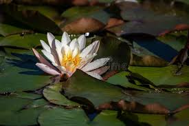 Image result for Nymphaea heudelotii