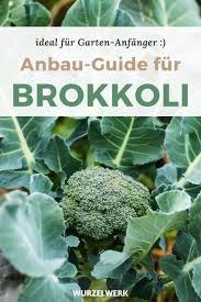 Brokkoli Pflanzen Und Ernten Die Ultimative Anleitung Wurzelwerk Brokkoli Pflanzen Pflanzen Kurbis Pflanzen