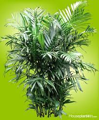 Bamboo Palm Also Called Reed Palm Lovely Tree For Lower Light Areas Https Www Houseplant411 Com Houseplant Bamboo P House Plants Plants Lucky Bamboo Plants