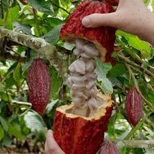 There are many vines growing in the world and one of it is string beans. Cacao Description Cultivation Pests Diseases Britannica
