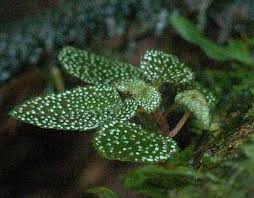 Image result for Strombosiopsis tetrandra