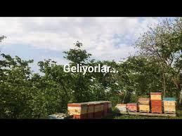 Arikusu Youtube