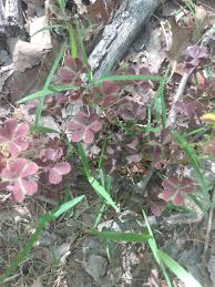 Image result for Oxalis purpurascens
