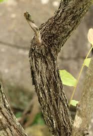 Image result for Grewia monticola