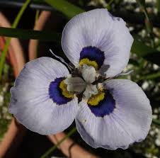 Image result for Moraea