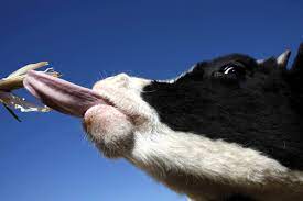 Pin On Can T Hold Your Licker