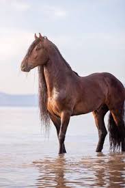 For equestrians who plan to sell a warlander, it's worth noting that the bavarian specialist breed registry has published a breed standard which should assist in raising the profile of these impressive horses. 11 Warlander Horses Ideas Horses Beautiful Horses Horse Breeds