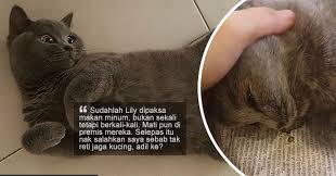 Kucing american shorthair merupakan keturunan dari british shorthair dan european shorthair. Kucing Baka British Short Hair Rm10 000 Mati Pemilik Kesal Pihak Kedai Enggan Bertanggungjawab The Reporter