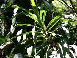 Image result for Disperis reichenbachiana