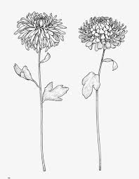 De bladeren zijn ook rijk aan ijzer. 26 Beste Ideeen Over Paardenbloem Tekening Paardenbloem Tekening Paardenbloem Bloemen Tekenen