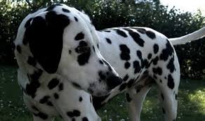 Black And Grey Spotted Dog Pin By Dog Breeds On Dalmatians Crazy Dog Lady Dalmatian Dogs Dalmatian