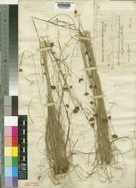 Image result for Bulbostylis megastachys