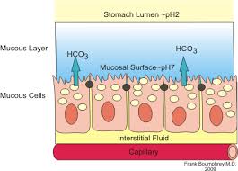 You're probably familiar with the process — it's what creates. Mucus Production Regulation Teachmephysiology