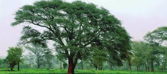 Image result for Faidherbia albida