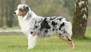 **since mini american shepherds are if you adopted a dog thru a shelter or rescue group that you believe is an aussie or part aussie, you. Australian Shepherd Australian Shepherds Of Austria