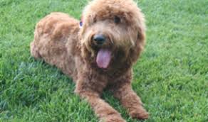 10 f1b goldendoodle puppies for sale. Breeders California Usa